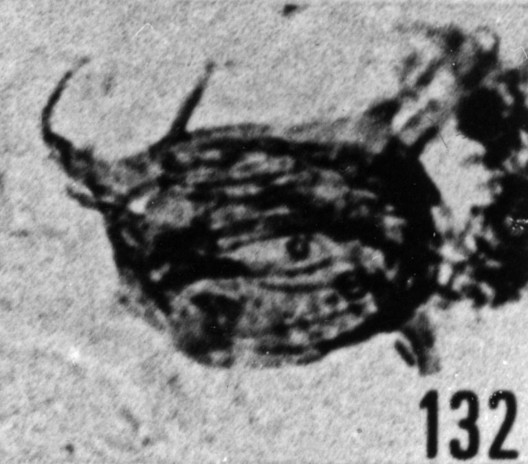 Fig. 132 - Acanthodiacrodium sp. —154,50 m. b 360.