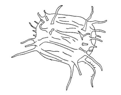 Fig. 11 - Acanthodiacrodium tasselii Martin, F., 1969. I. R. Se. N. B. N° b524