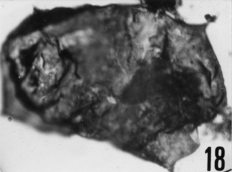 Fig. 18 - Acanthodiacrodium tumidum (Deunff, J., 1961) n. comb. CHE-18. I. R. Se. N. B. No b495. 