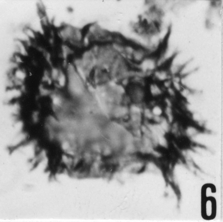 Fig. 6 - Acanthodiacrodium ubui Martin, F., 1969. CHE-32. I. R. Se. N. B. N° b512.