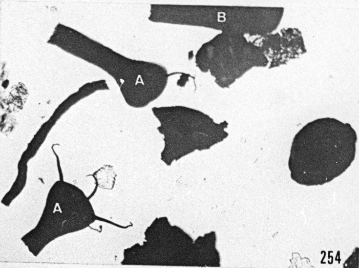 Fig. 254 - Palynofacies; A : Ancyrochitina ancyrea (Eisenack) — 167,50 m. b 331