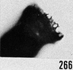 Fig. 266 - Ancyrochitina ancyrea (Eisenack); détail de la collerette. -167,50 m, b 232.