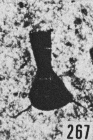 Fig. 267 - Ancyrochitina ancyrea (Eisenack) inclus dans le sédiment. Lame mince parallèle au plan de stratification. —182,00 m. b 319.