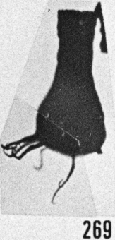Fig. 269 - Ancyrochitina ancyrea (Eisenack). —185,00 m. b 347.