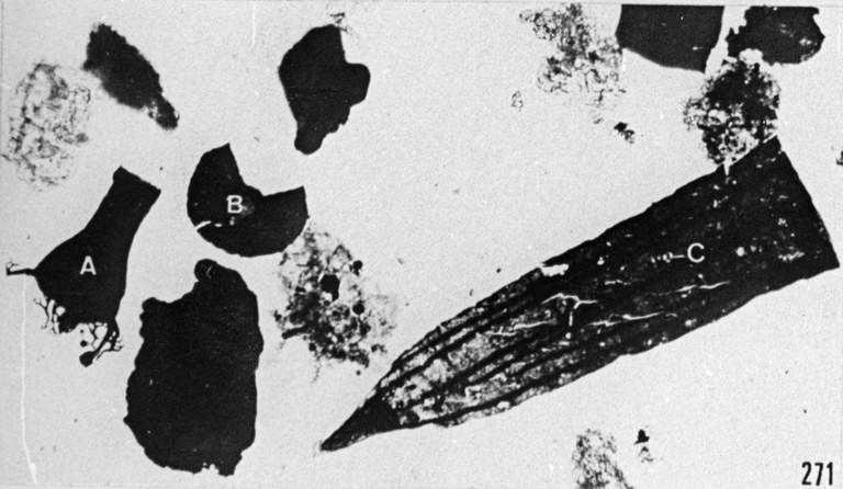 Fig. 271 - Palynofacies; A: Ancyrochitina ancyrea (Eisenack) —167,50 m. b 335.