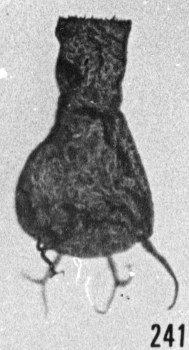 Fig. 241 - Ancyrochitina ancyrea (Eisenack); lumière transmise et réfléchie. -185,00 m. b 348.