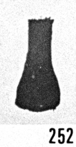 Fig. 252 - Ancyrochitina aff. bulmani (Jansonius). —185,00 m. b 346.