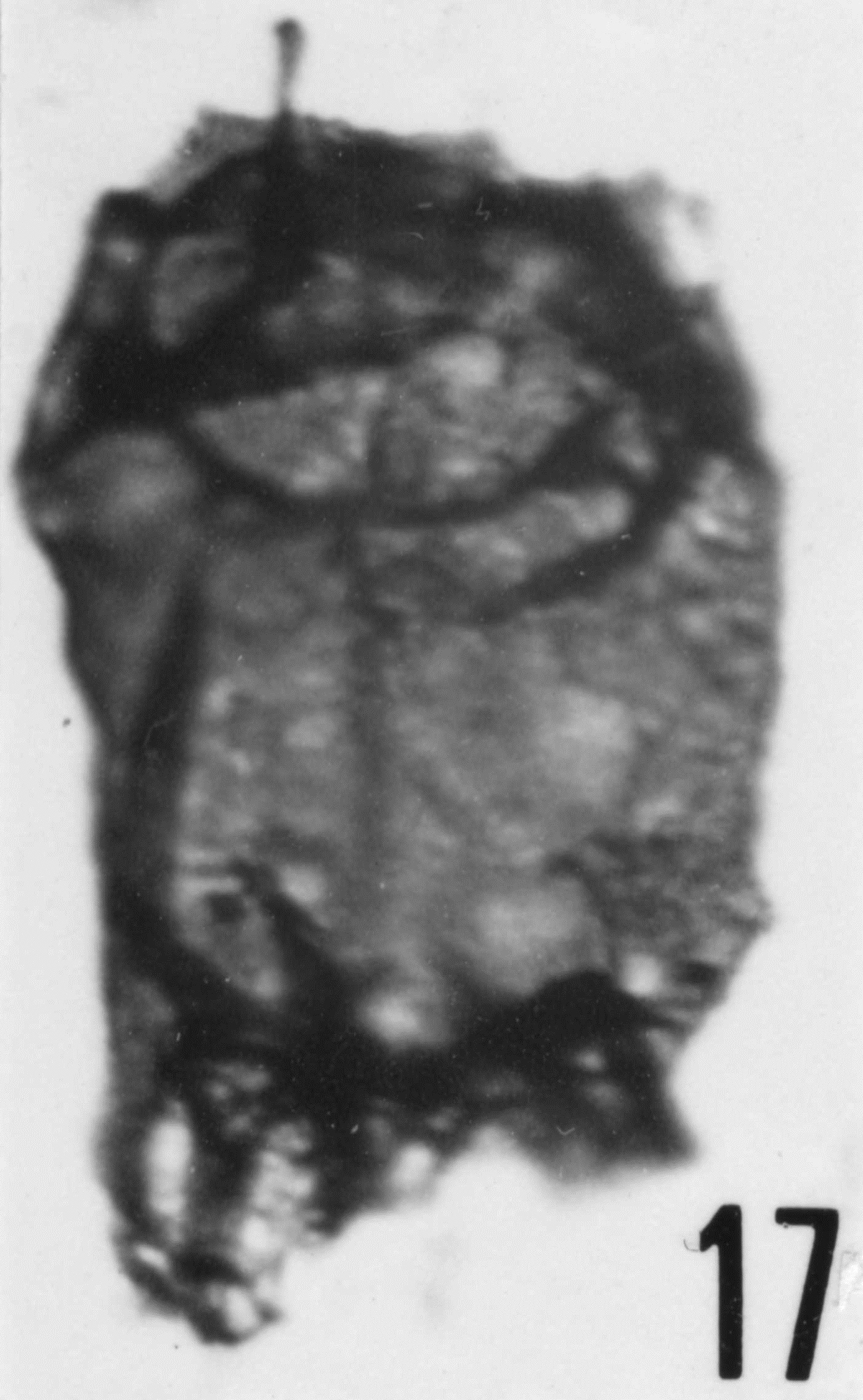 Fig. 17 - Arbusculidium destombesii Deunff, J., 1968. CHE-25. I. R. Se. N. B. No b505.