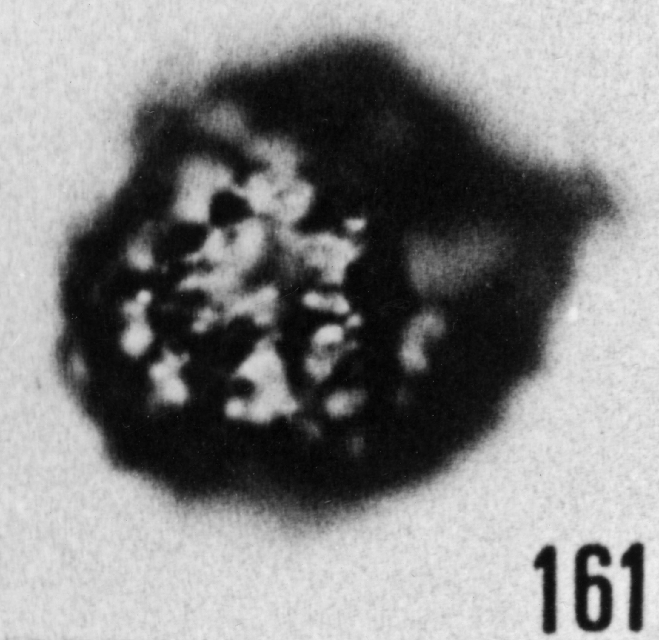 Fig. 161 - Asketopella sp. I. —154,50 m. b 361.