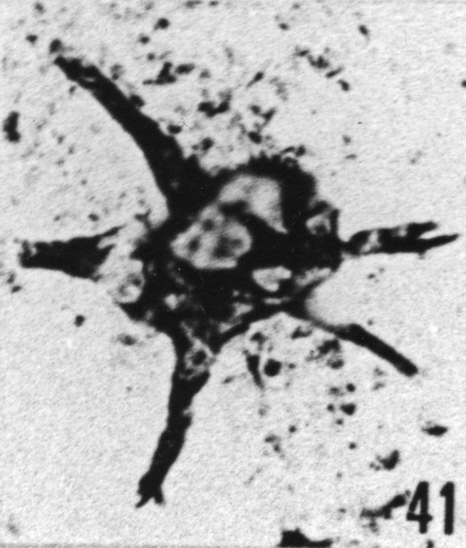 Fig. 41 - Baltisphaeridium ? denticulatum Stockmans et Wiluère, -172,50 m. b 407.