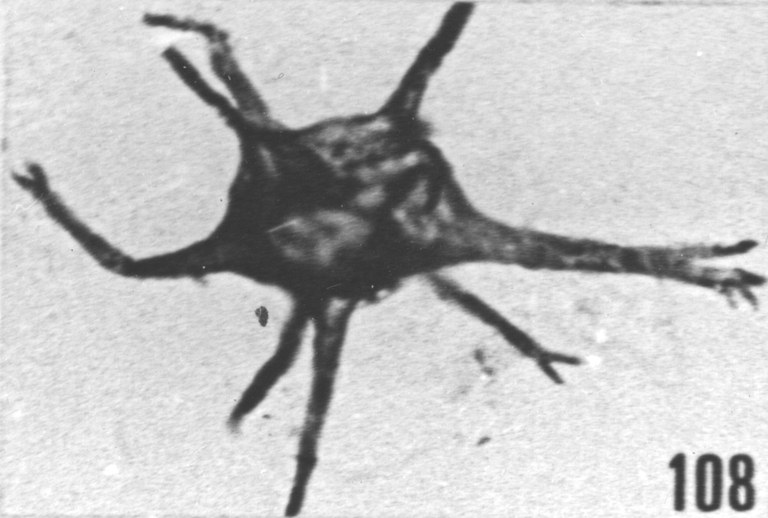 Fig. 108 - Baltisphaeridium. ? denticulatum Stockmans et Willière. -154,50 m. b 360.