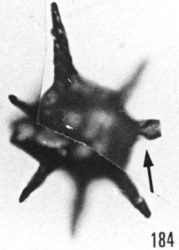 Fig. 184 - Baltisphaeridium aff. latiradiatum (Eisenack); constriction de la membrane interne à la base d'un appendice. —154,50 m. b 365.