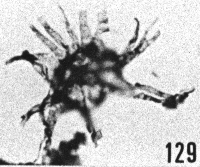 Fig. 129 - Baltisphaeridium lucidum Deunff. —183,00 m. b 384
