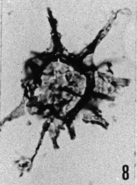 Fig. 8 - Baltisphaeridium lucidum Deunff. —175,50 m. b 419.