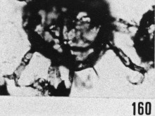 Fig. 160 - Baltisphaeridium sp. cf. B. sp. 4 Gorka. —154,50 m. b 362.
