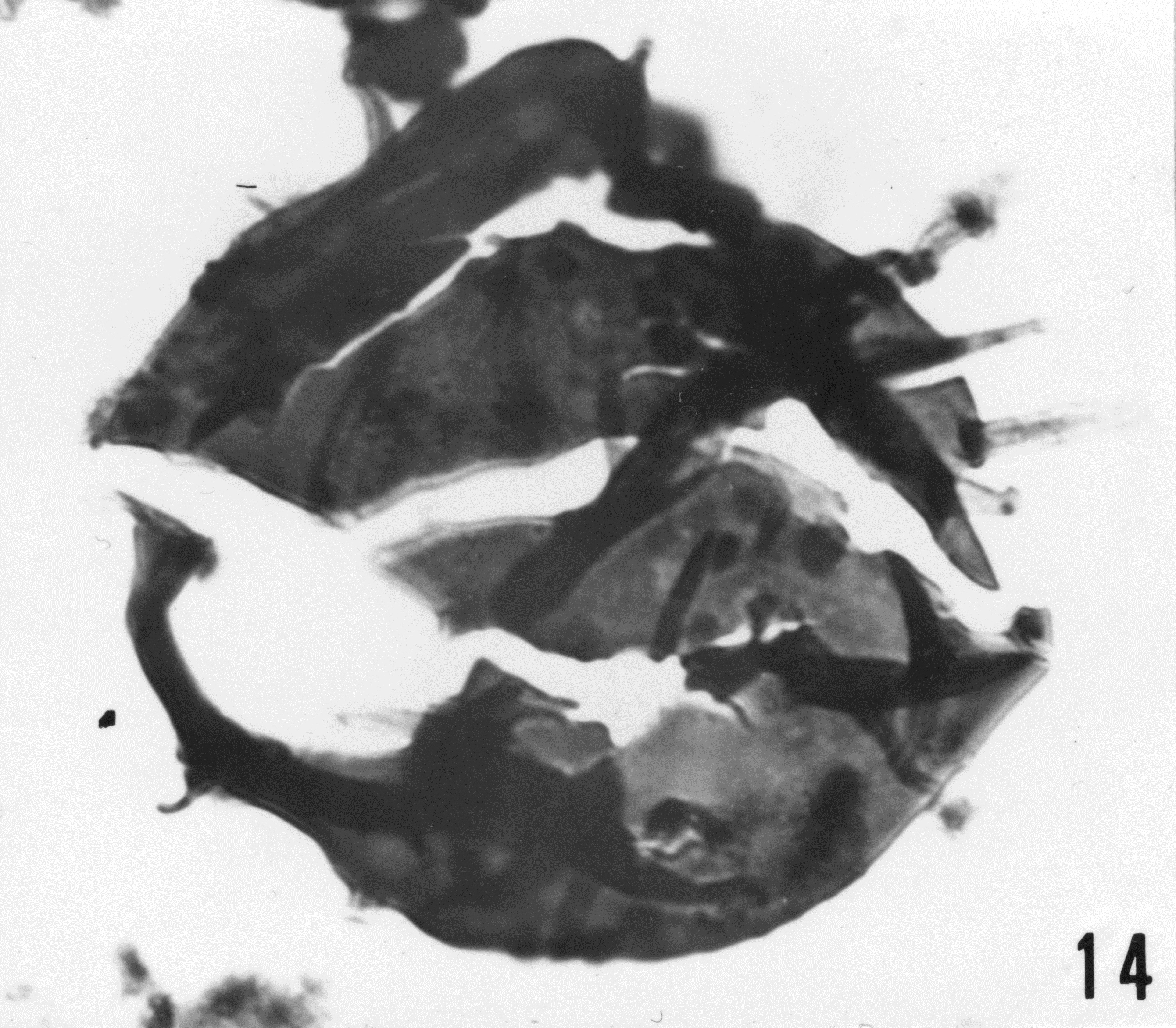 Fig. 14 - Baltisphaeridium sp. I. La Roquemaillère : ROQ-4. b 443.