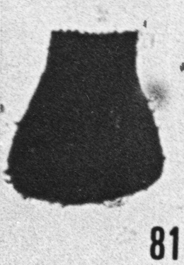 Fig. 81 - Conochitina ? inflata Taugourdeau. —172,50 m. b 402.