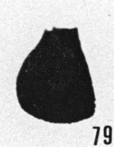 Fig. 79 - Conochitina ? inflata Taugourdeau. —175,50 m. b414.