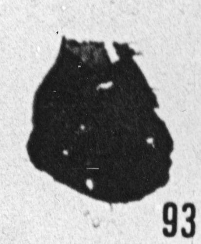 Fig. 93 - Conochitina ? inflata Taugourdeau. —175,50 m. Perforations circulaires laissées après l'évacuation de pyritosphères. b 413.