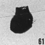 Fig. 61 - Conochitina ? injlata Taugourdeau. —175,50 m. b412.