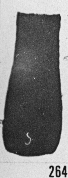 Fig. 264 - Conochitina robusta Eisenack. -167,50 m, b 331