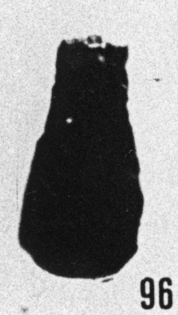 Fig. 96 - Conochitina simplex Eisenack. —175,50 m. b413 