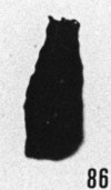 Fig. 86 - Conochitina simplex Eisenack. —175,50 m. b 414.