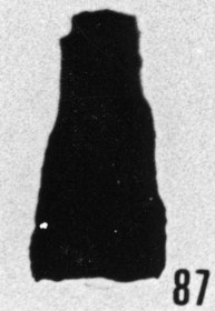 Fig. 87 - Cyatochitina species. —175,00 m. b411.