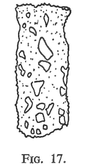 Texte-fig. 17 - Conochitina tenuissima nov. sp.