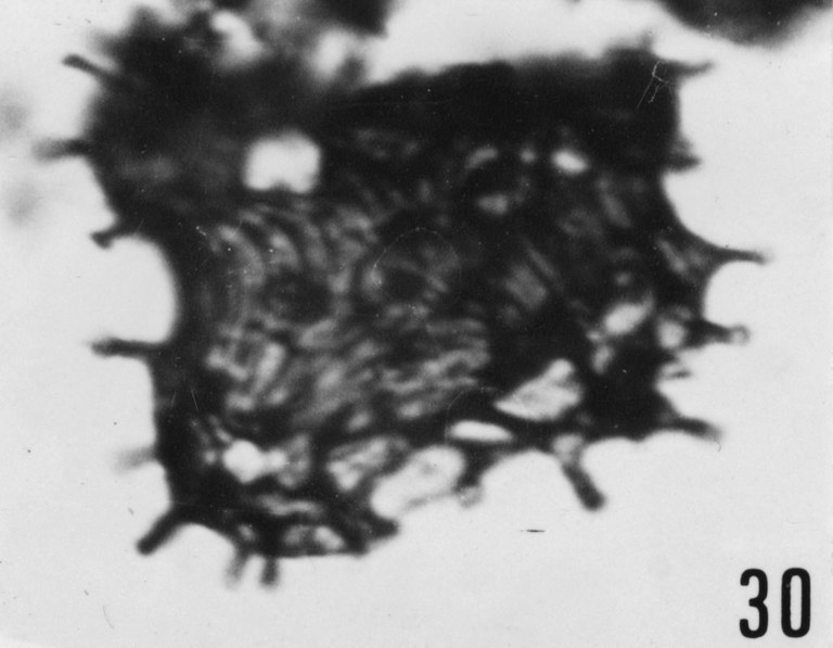 Fig. 30 - Coryphidium bohemicum Vavrdovâ, M., 1972. VIL-4. I. R. Se. N. B. N° b517.