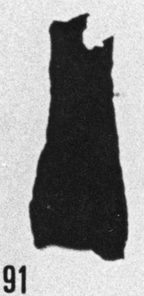 Fig. 91 - Cyatochitina cf. calix (Eisenack). —160,00 m. b 396.
