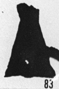 Fig. 83 - Cyatochitina campanulaeformis Eisenack. —175,50 m. b 414.