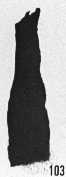 Fig. 103 - Cyatochitina fusiformis Bouché. -172,50 m, b 402