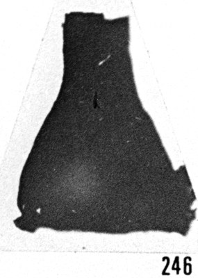 Fig. 246 - Cyatochitina novempopulanica Taugourdeau. —185,00 m.