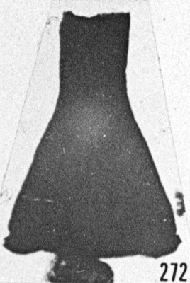 Fig. 272 - Cyatochitina novempopulanica Taugourdeau. —167,50 m. b 331.