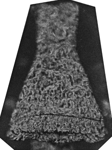 Fig. 230 - Cyatochitina novempopulanica Taugourdeau; lumière réfléchie. -167,50 m. b 331.
