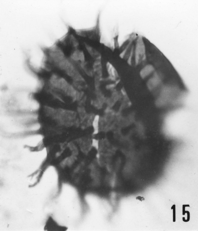 Fig. 15 - Cymatiogalea stelligera Gorka, H., 1967 emend. La Roquemaillère : ROQ-6. b 444.