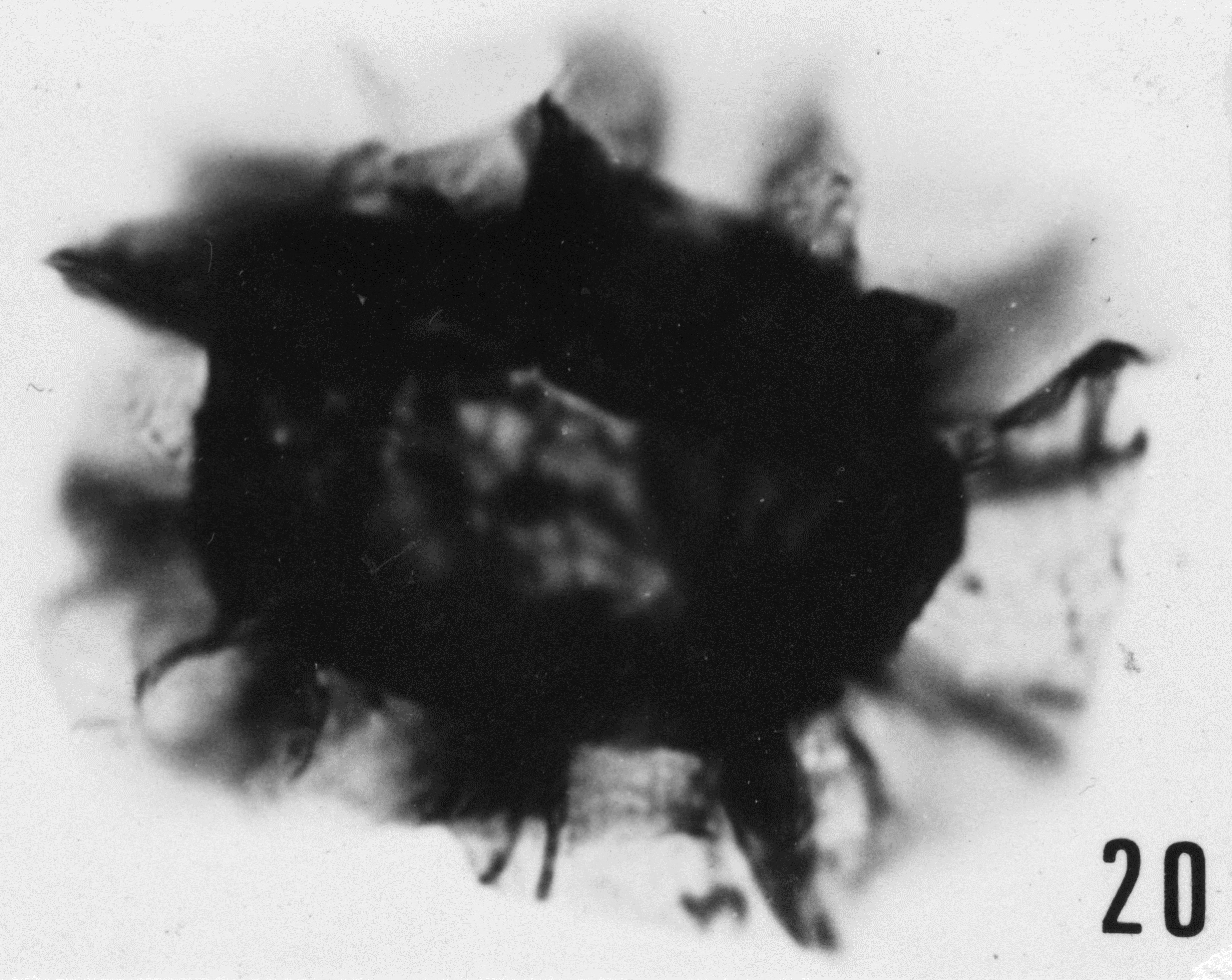Fig. 20 - Cymatiosphaera crameri Slavikova, K., 1968. Mas de Mougno : MOU-1. b 461.