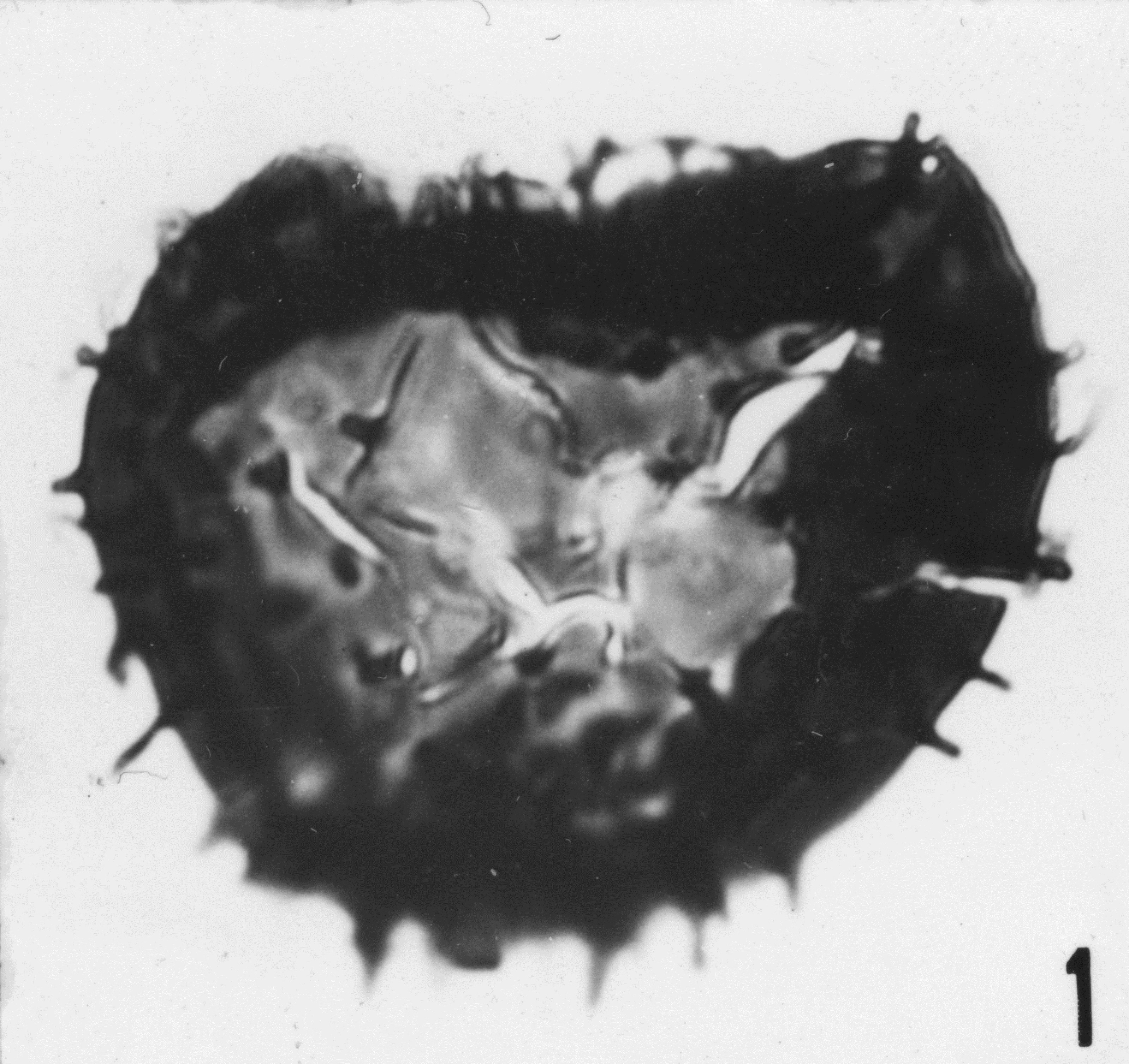 Fig. 1 - Cymatiogalea bouvardi n. sp. La Roquemaillère : ROQ-2. b 434. 