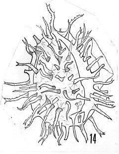 Fig. 14 - Cymatiogalea stelligera Gorka, H., 1967 emend. La Roquemaillère : ROQ-6. b 444.