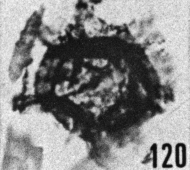 Fig. 120 - Cymatiogalea velifera (Downie); ouverture polygonale. -183,00 m. b 385.