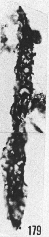 Fig. 179 - Dactylofusa aff. marahensis Brito et Santos. —154,50 m. b 359