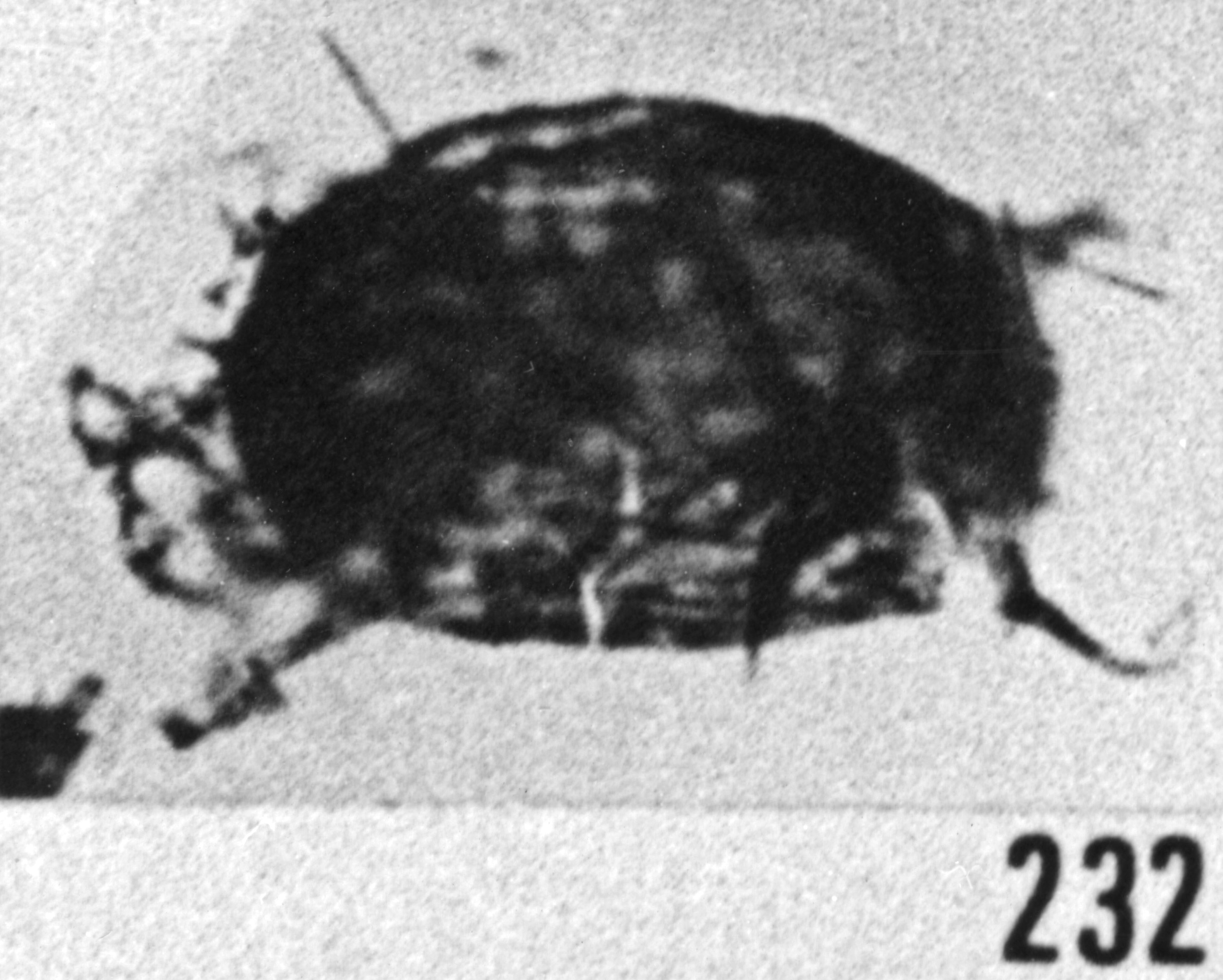 Fig. 232 - Dasydiacrodium filamentosum Vavrdova. —167,50 m. b 344