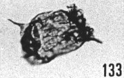 Fig. 133 - Dasydiacrodium filamentosum Vavrdova. —154,50 m. b 365.
