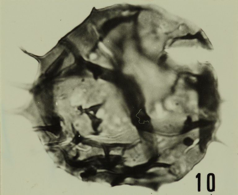 Fig. 10 - Dasydiacrodium polarum Combaz, A., 1967. Mas de Mougno : MOU-1. b 466.