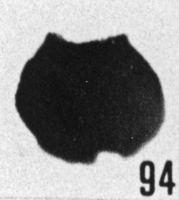 Fig. 94 - Desmochitina minor f. cocca Eisenack. —175,50 m. b413