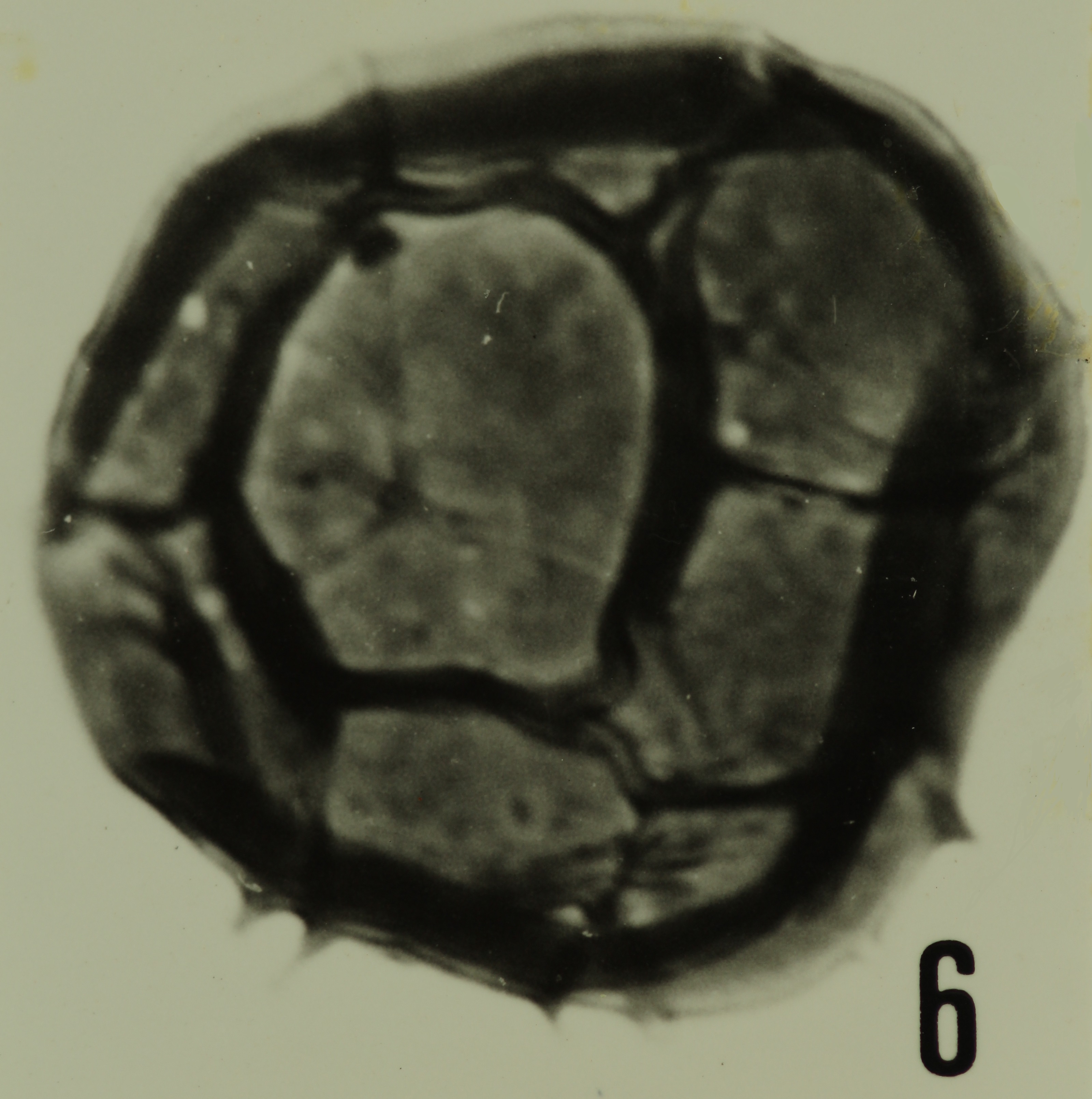 Fig. 6 - Dictyotidium bonneti n. sp. Holotype. La Roquemaillère : ROQ-6. b 449.