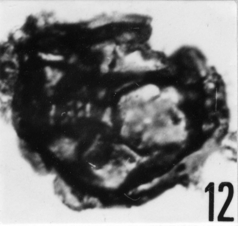 Fig. 12 - Dictyotidium cambriense Slavikova, K., 1968. CHE-16. I. R. Sc. N. B. N° b493.