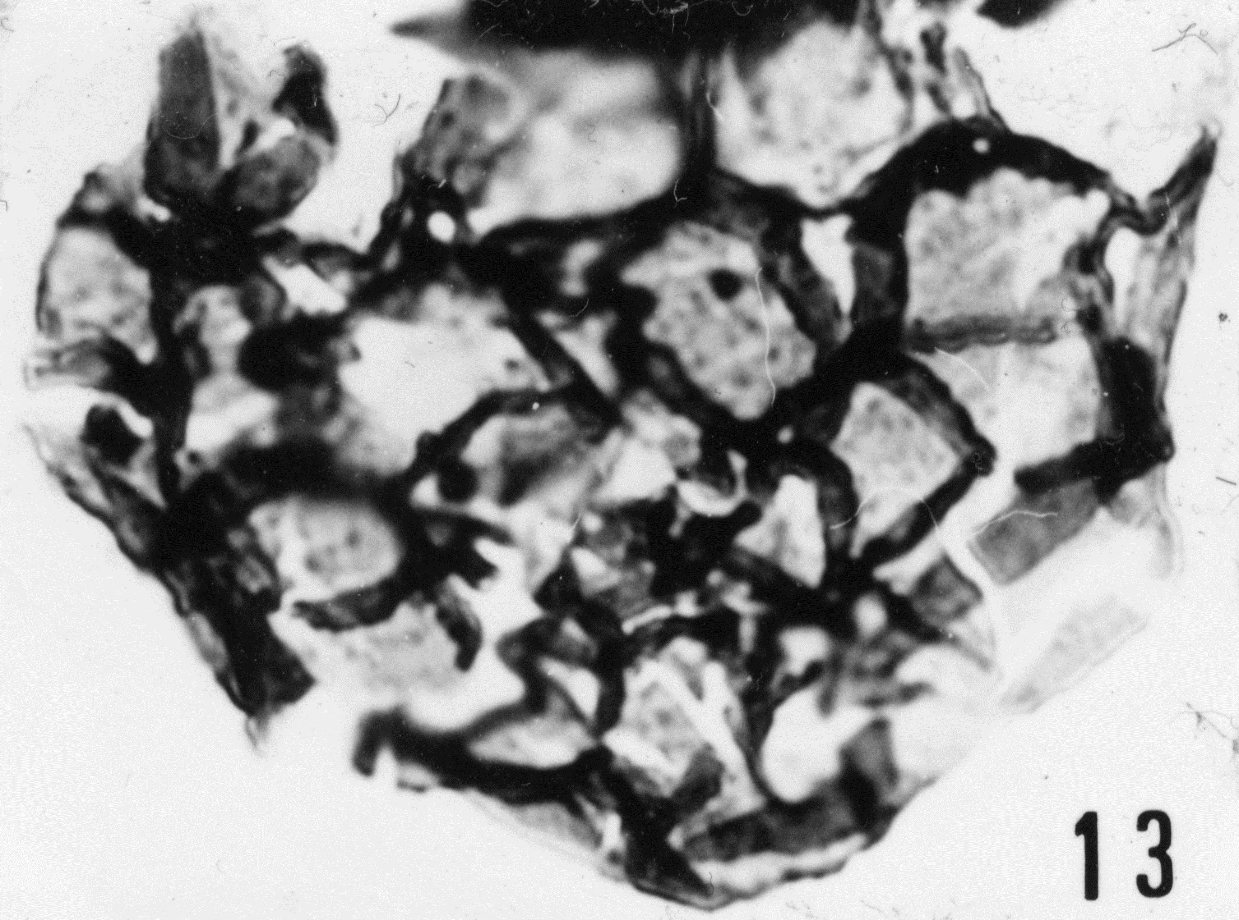 Fig. 13 - Dictyotidium cambriense Slavikova, K., 1968. La Roquemaillère : ROQ-2. b 463.