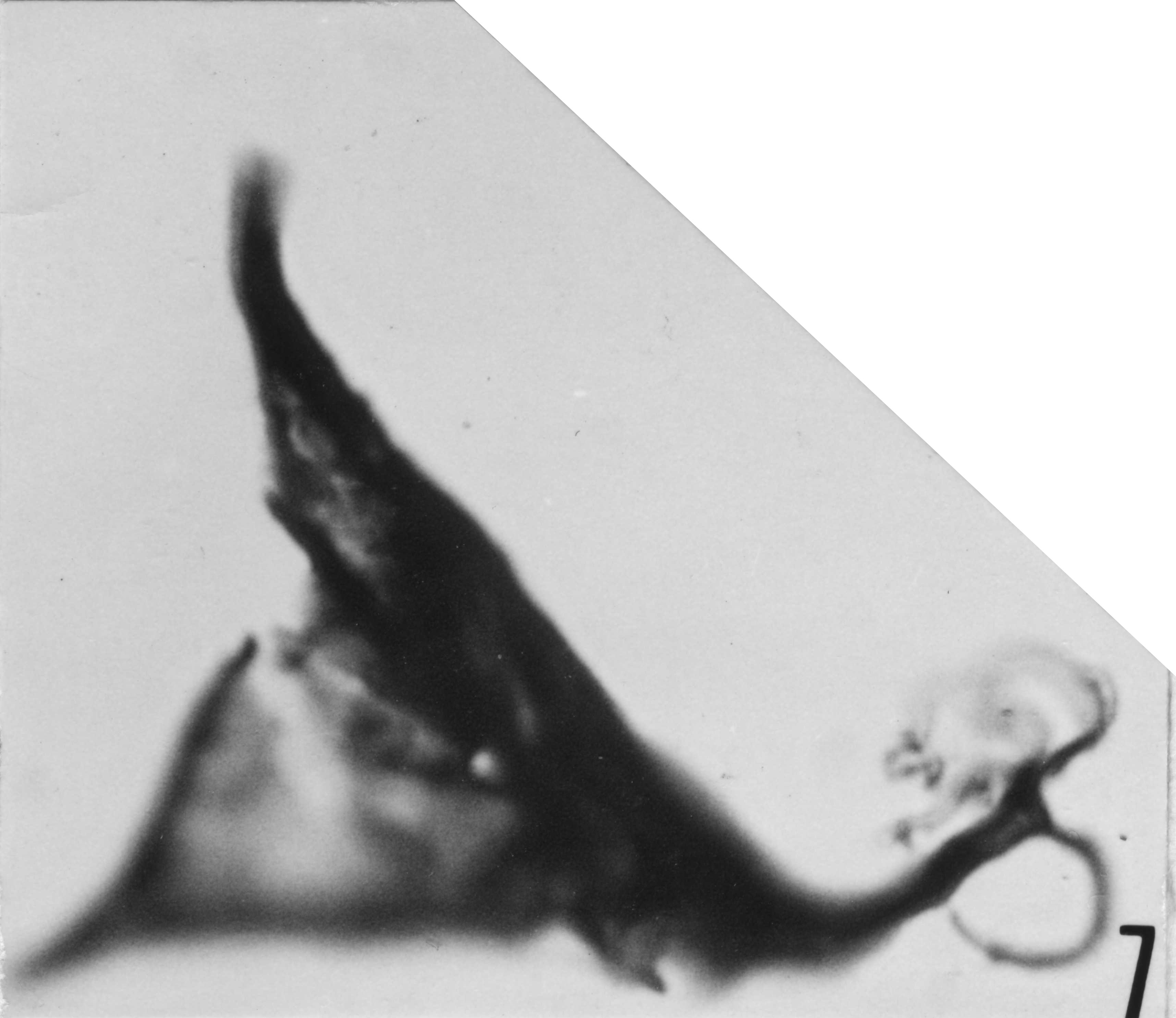 Fig. 7 - Frankea sartbernardensis (Martin, F., 1965) Burmann, G., 1970. VIL-6. I. R. Se. N. B. No b518.